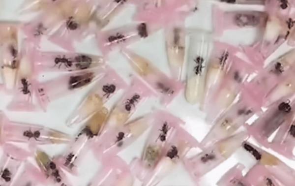 居心不良！天津海關查獲黑寡婦毒蜘蛛，它們究竟是怎樣混入貨物？