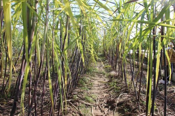 龐各莊甘蔗豐收了