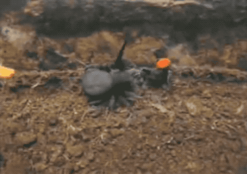 毒蜘蛛-五毒之——蜘蛛毒液,你應該瞭解的毒性知識(一)習性篇 毒蜘蛛-五毒之——蜘蛛毒液,你應該瞭解的毒性知識(一)習性篇