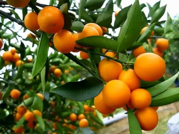 俗話說“百里不同風,千里不同俗”這十四個特殊習俗你知道幾個? 俗話說“百里不同風,千里不同俗”這十四個特殊習俗你知道幾個?