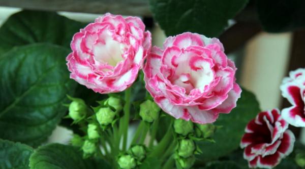 家庭養花:最值得入手的大巖桐,又名大富貴,旺運又好養漂亮 家庭養花:最值得入手的大巖桐,又名大富貴,旺運又好養漂亮