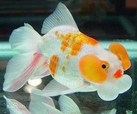 還是不建議新手朋友上手的國粹傳承金魚——水泡子