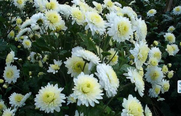 愛喝茶的花友們，為什麼不在家養一盆好看還好喝的植物呢？