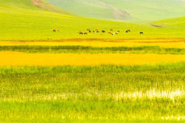 壩上草原分壩上和壩下，為什麼卻唯獨壩上出名，而壩下無人問津？