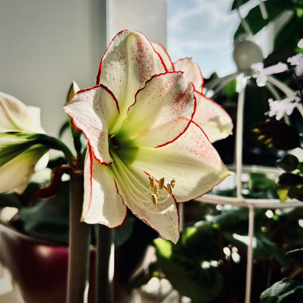 年末選年宵花，就選這6種，喜慶吉祥，日子蒸蒸日上