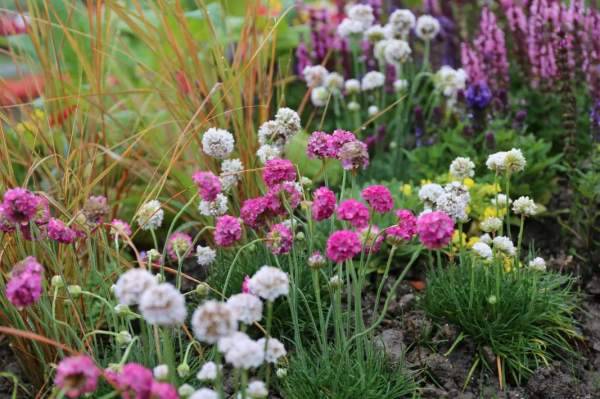 想要春日花園更多彩，不能少了它們