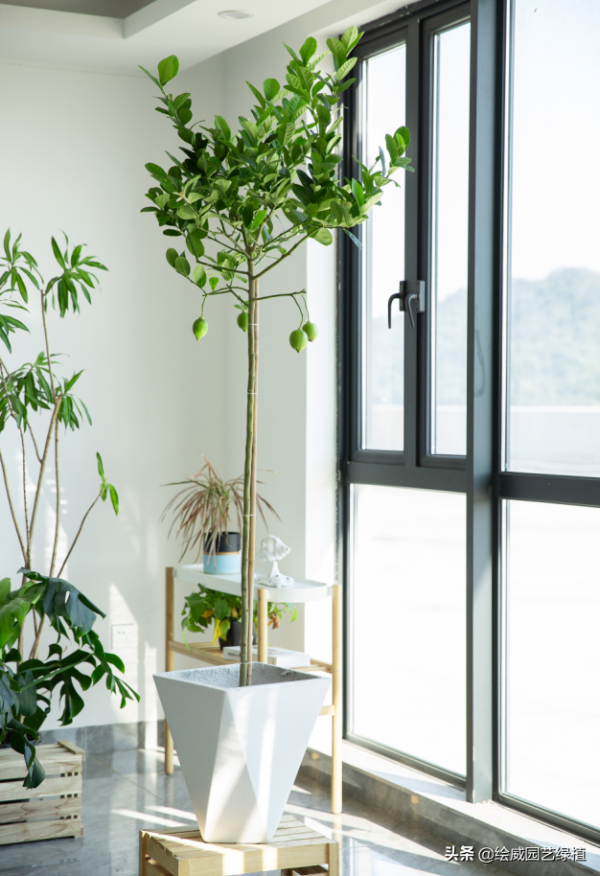 這幾種大型植物擺在家裡，高檔雅緻，朋友都恨不得搬回家