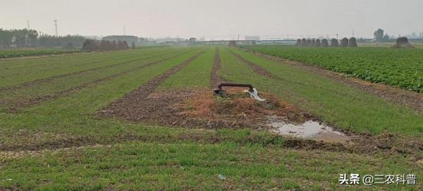 拉尼娜又將來襲，小麥如何防凍？提前告訴你3個小妙招，收藏一下