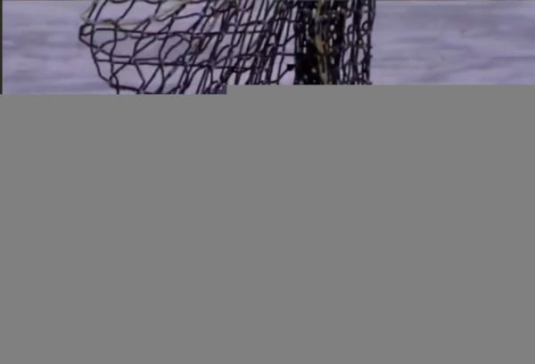 “白化病”棕熊被送往北極，被凍得直打哆嗦