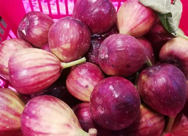 立秋後,要多吃水果,特別是石榴,再貴也要吃,不懂吃可惜了 立秋後,要多吃水果,特別是石榴,再貴也要吃,不懂吃可惜了