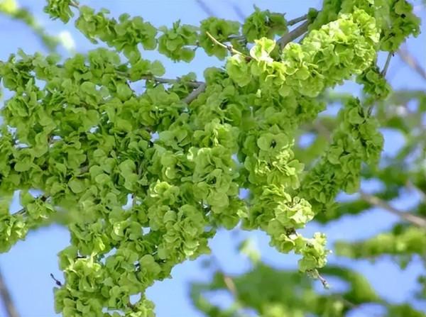 4月吃“春芽”，9種長在樹上的野菜，若你的家鄉也有，記得抓緊吃