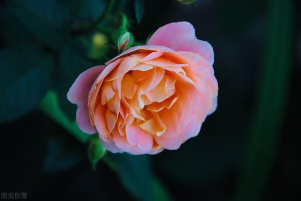 提醒：秋天很容易變成“白粉妹”的4種花，早預防早受益