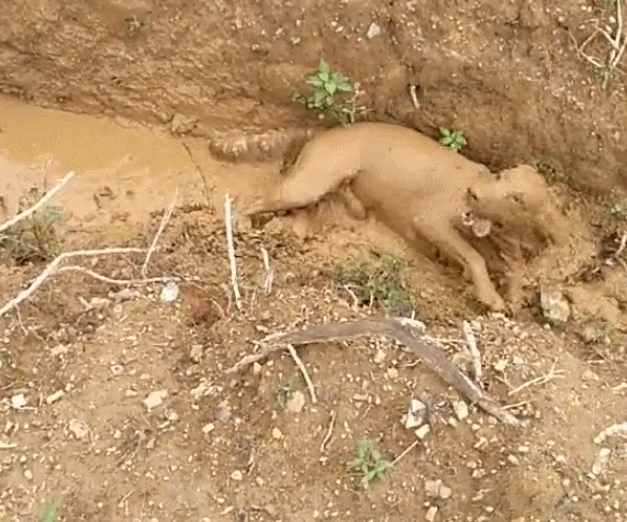 公認“無攻擊性”的3種狗,你最想養哪隻? 公認“無攻擊性”的3種狗,你最想養哪隻?