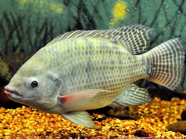 都是入侵物種,小龍蝦牛蛙這麼受歡迎,羅非魚為什麼沒人吃? 都是入侵物種,小龍蝦牛蛙這麼受歡迎,羅非魚為什麼沒人吃?