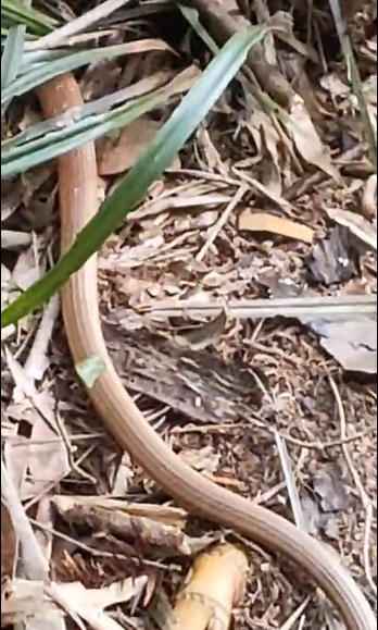 新記錄物種！福建永安天寶巖自然保護區發現脆蛇蜥，像蛇又像黃鱔