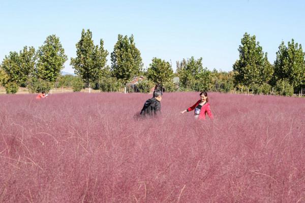 粉黛入秋色 北京豐臺又添旅遊新地標