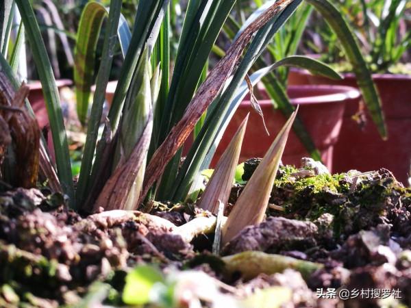 蘭花春化的技巧，謹防花苞在冬眠期復甦，新手蘭友想做卻不敢做