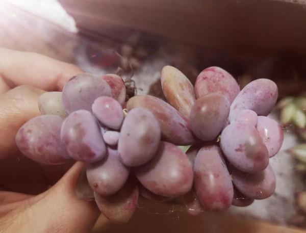 新年納新-肉肉開箱 新年納新-肉肉開箱