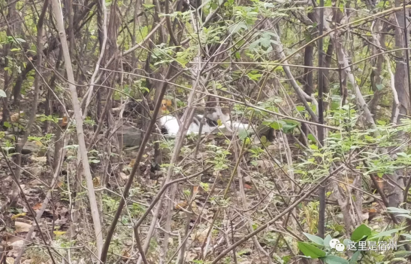 千年古村落,中國最長村名,在宿州 千年古村落,中國最長村名,在宿州