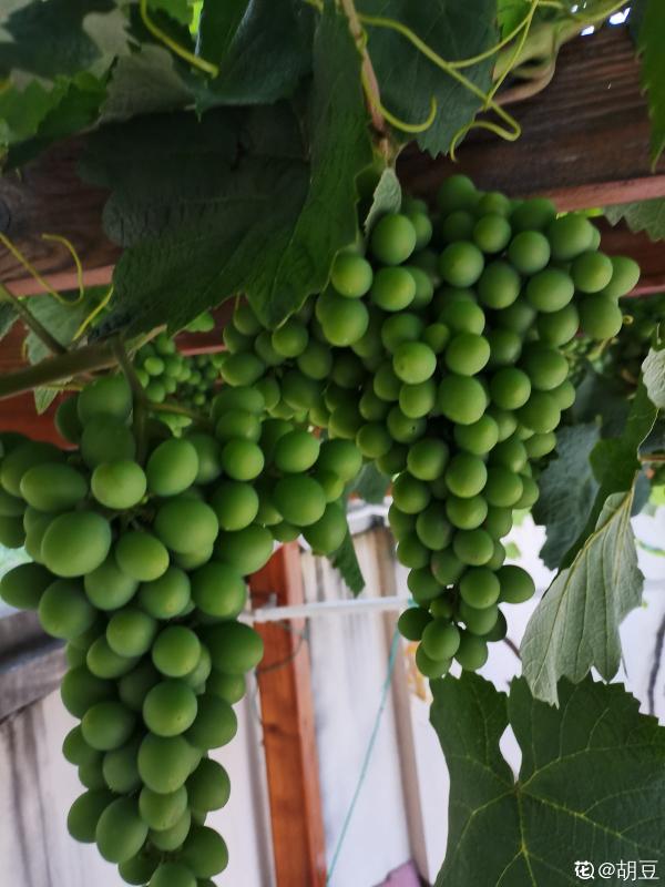 一棵葡萄樹，天然遮陰棚，養殖省力好打理