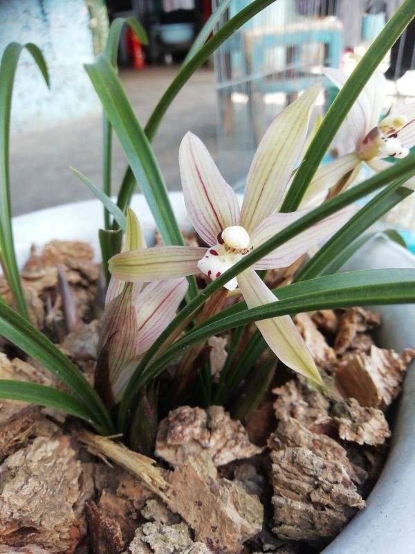 在家中養蘭花，這4個要點一定要知道