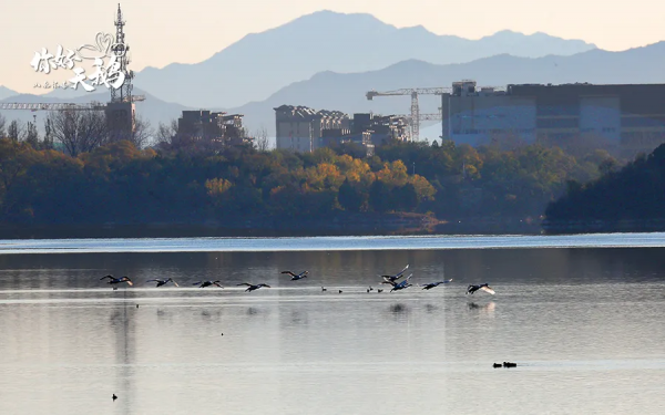 【生態懷柔】“團寵”天鵝棲息懷柔,這裡生態堪稱絕絕子! 【生態懷柔】“團寵”天鵝棲息懷柔,這裡生態堪稱絕絕子!