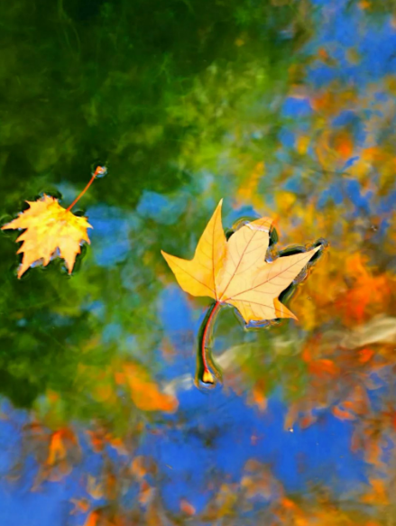 「詩詞鑑賞」遇見初冬,十首初冬的詩詞,遇見初冬別樣的美 「詩詞鑑賞」遇見初冬,十首初冬的詩詞,遇見初冬別樣的美