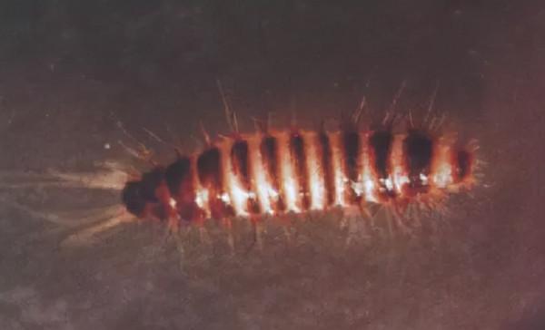 家裡總出現這種黑色硬殼小蟲子,為什麼? 家裡總出現這種黑色硬殼小蟲子,為什麼?