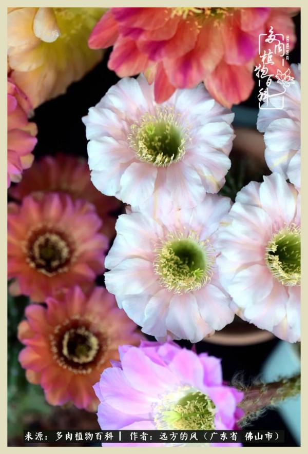 我若盛開，蝴蝶愛來不來