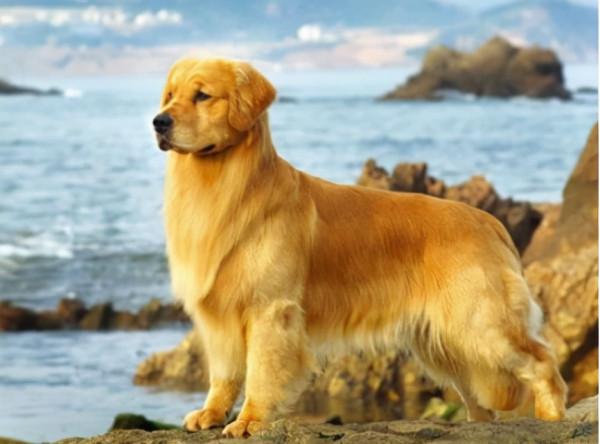 最友善的7種狗狗，天生善良，沒脾氣心眼好