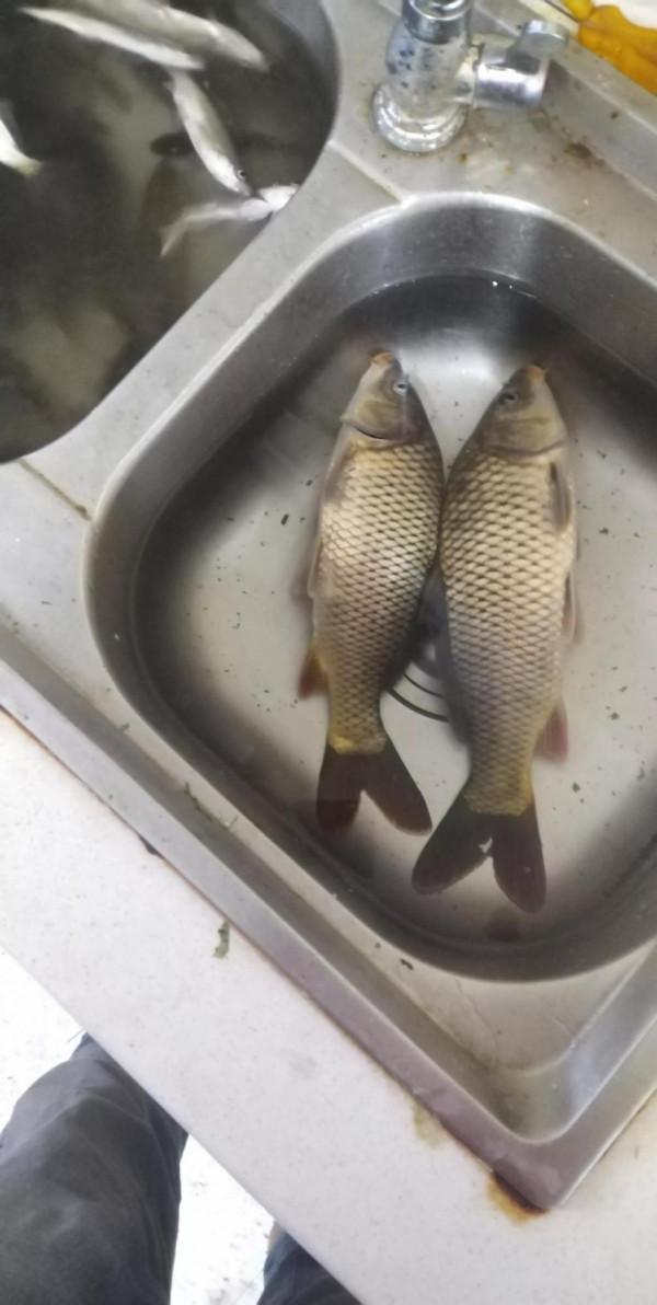 不打窩！看看魚獲 魚情很nice