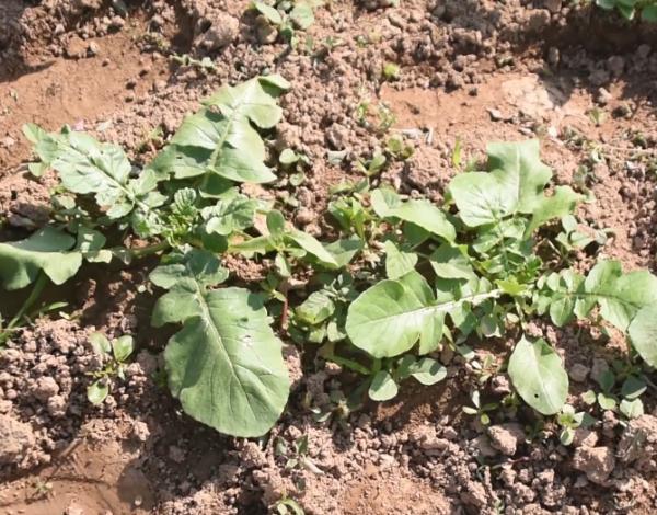 種蘿蔔用錯肥料,空心多,產量低,如何正確施肥? 種蘿蔔用錯肥料,空心多,產量低,如何正確施肥?