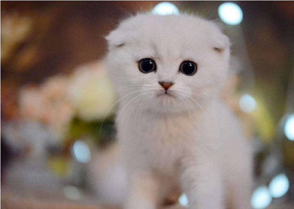 這幾種貓,一旦變成流浪貓,可能很快會喪命 這幾種貓,一旦變成流浪貓,可能很快會喪命