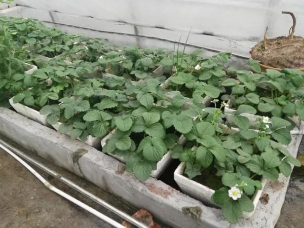 用太陽能熱水器給暖棚增溫,沒想到結果這樣。說說曾經的嘗試 用太陽能熱水器給暖棚增溫,沒想到結果這樣。說說曾經的嘗試