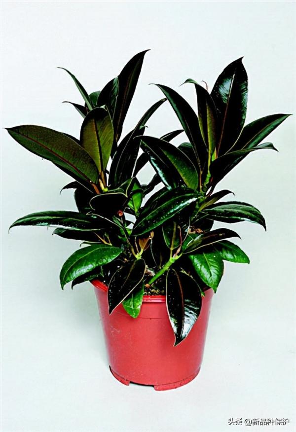 榕屬授權新品種鑑賞