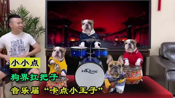 小小點:小夥養了一隻狗屆網紅,網友送他“卡點小王子”稱號 小小點:小夥養了一隻狗屆網紅,網友送他“卡點小王子”稱號