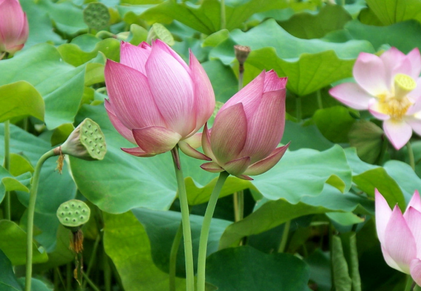 把鑑定等同於鑑賞,再把鑑賞神秘化,是一場陰謀 把鑑定等同於鑑賞,再把鑑賞神秘化,是一場陰謀