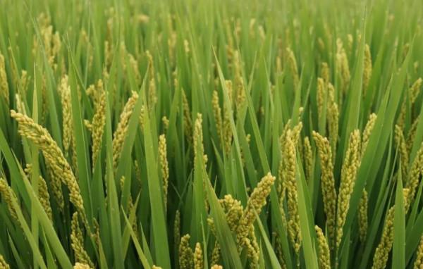 優質高產粳稻南粳9108,超級稻的產量,食味品質極佳,有香味 優質高產粳稻南粳9108,超級稻的產量,食味品質極佳,有香味