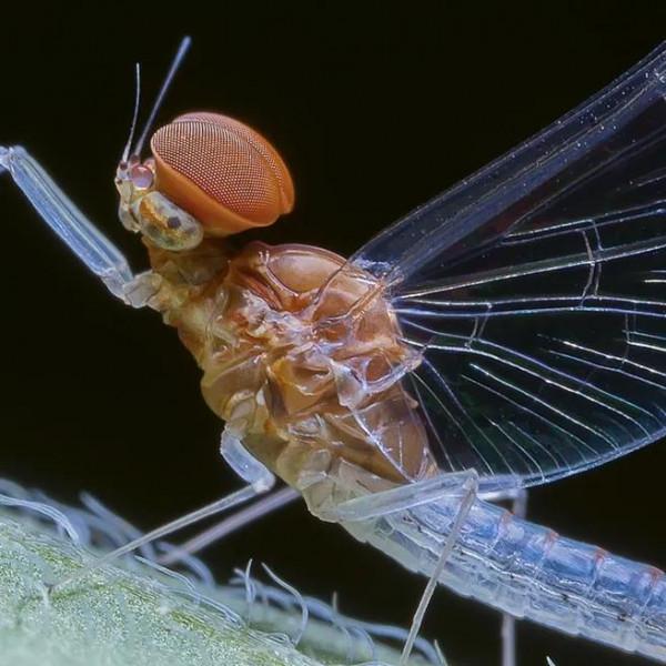昆蟲的複眼 昆蟲的複眼