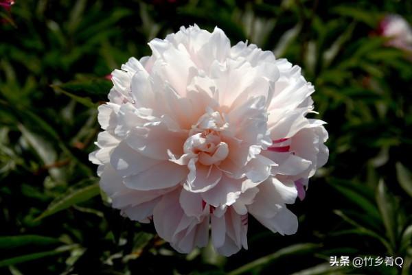 漂亮的芍藥花欣賞