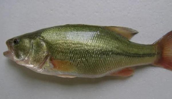 有種魚真可謂是姜太公釣魚,願者上鉤 有種魚真可謂是姜太公釣魚,願者上鉤