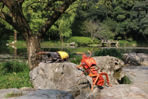 穿過密林，渡過小溪，美洲雨林兄弟的叢林好奇之旅