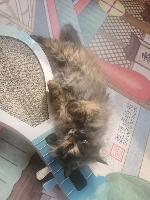 第二彈！終於攢夠了一波“可愛”照片