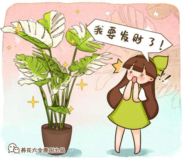 5種花葉子美得像油畫,擺在家裡像藝術品,但價格貴到難以接受 5種花葉子美得像油畫,擺在家裡像藝術品,但價格貴到難以接受