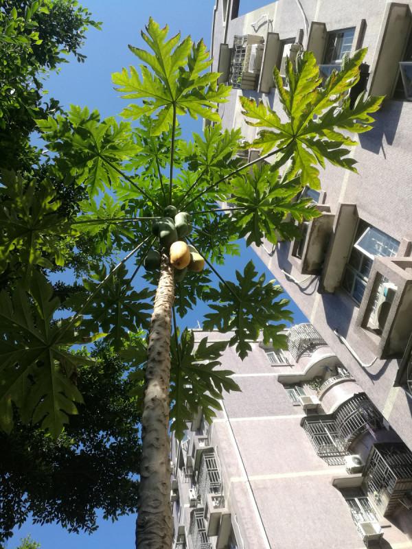 100種常見植物圖鑑,出門識花不再難,適合給小孩子做科普範文 100種常見植物圖鑑,出門識花不再難,適合給小孩子做科普範文