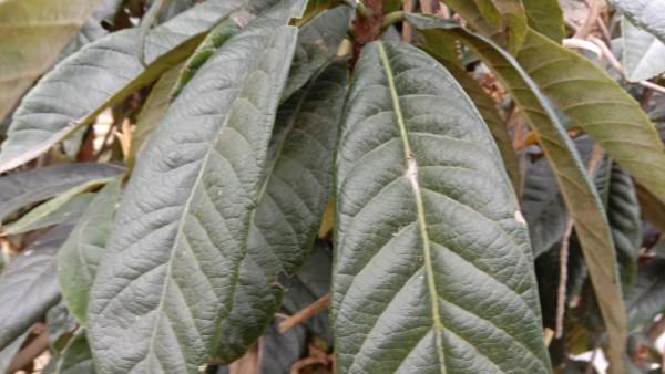 為啥枇杷葉比枇杷值錢，用它煮水止咳平喘，家中常備好幫手