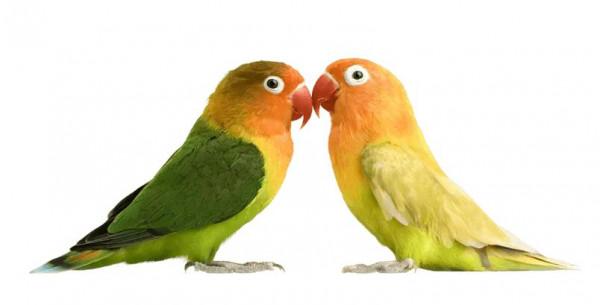 60多張雙比翼鳥圖欣賞