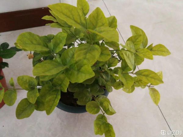 現在給花上秋肥,杆子粗、葉子密,不然冬天都凍死 現在給花上秋肥,杆子粗、葉子密,不然冬天都凍死