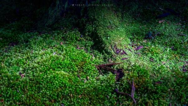 逛逛日本 | 福井縣深山中的絕美秘境 逛逛日本 | 福井縣深山中的絕美秘境