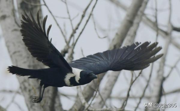 魚沒釣到撿了只怪鳥,江蘇一男子直接送到了派出所,網友:聰明 魚沒釣到撿了只怪鳥,江蘇一男子直接送到了派出所,網友:聰明